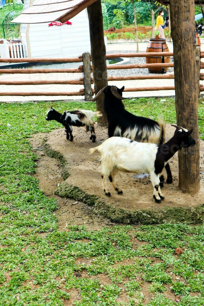 pygmée chèvre ou nain chèvre, Capra hircus photo