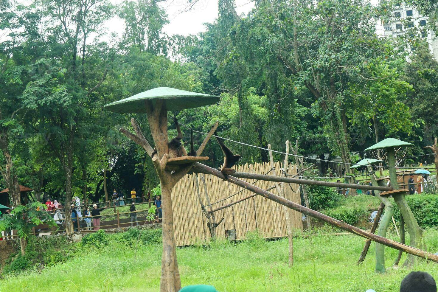 une sauvage noir siamang singe dans le région sauvage photo