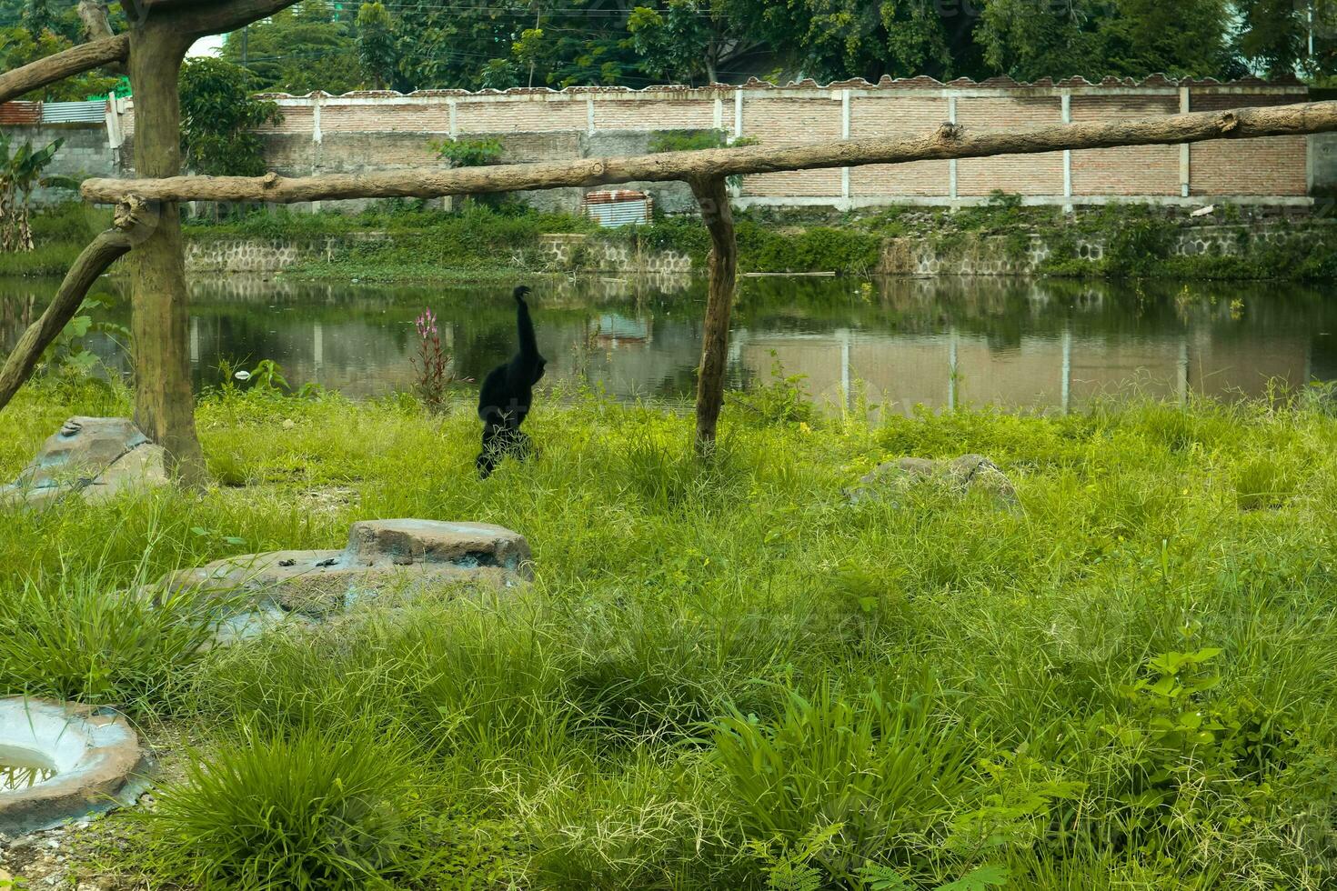 une sauvage noir siamang singe dans le région sauvage photo