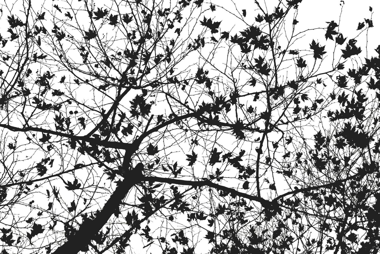 silhouette d'arbre nu en noir et blanc photo