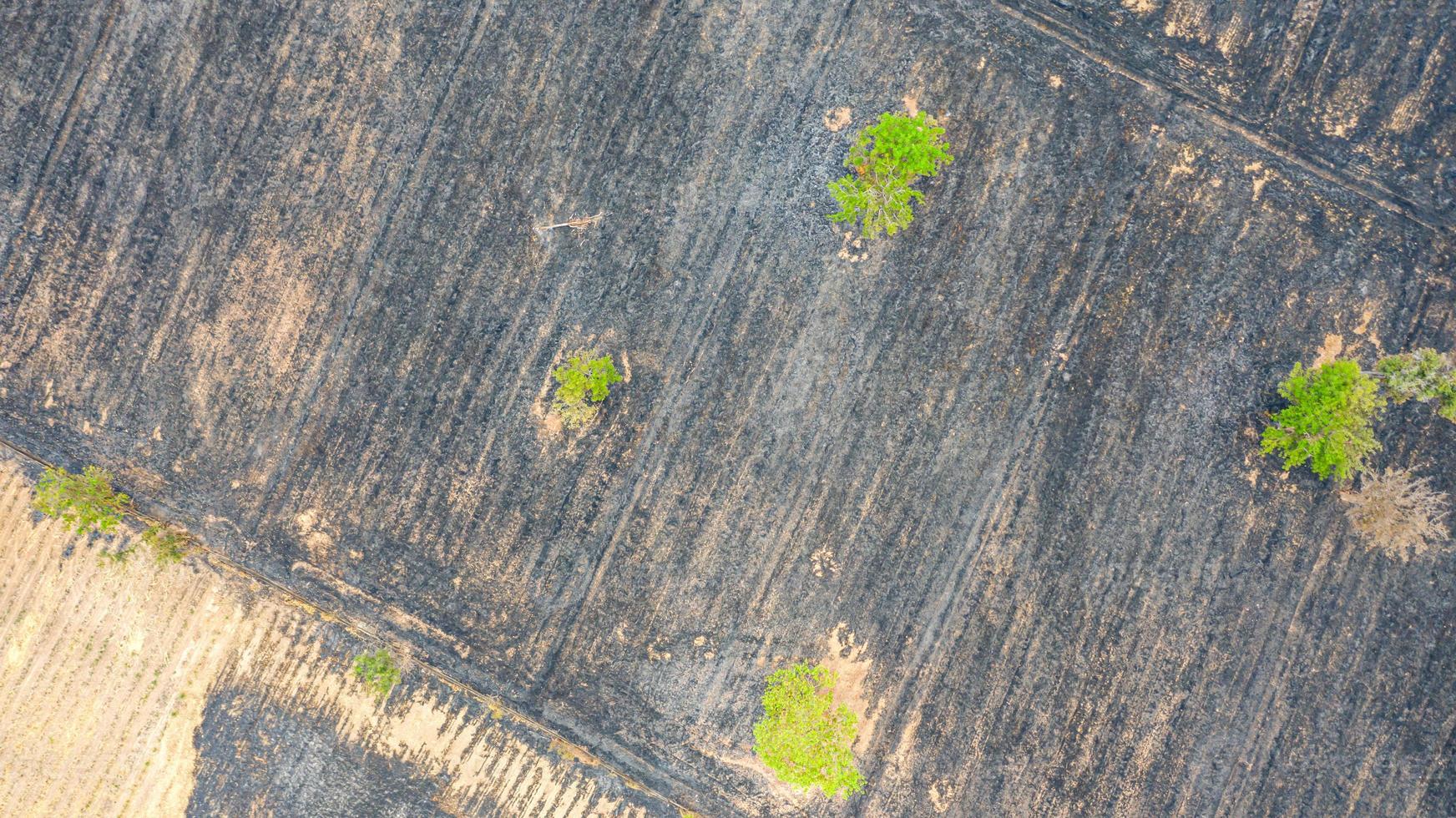 Vue aérienne sur le champ de riz en feu après la récolte photo