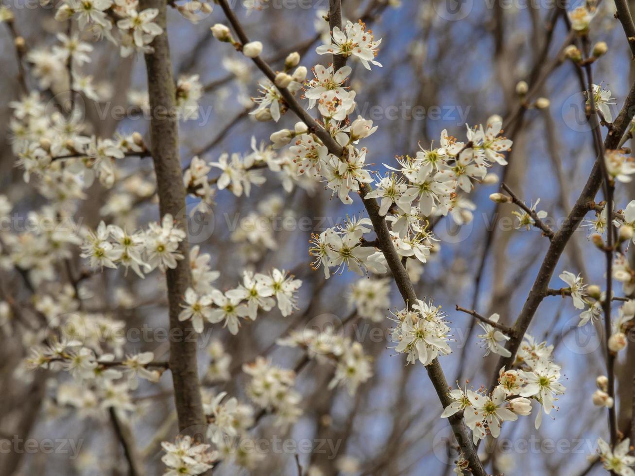 Prunus spinosa fleur de prunellier au début du printemps photo