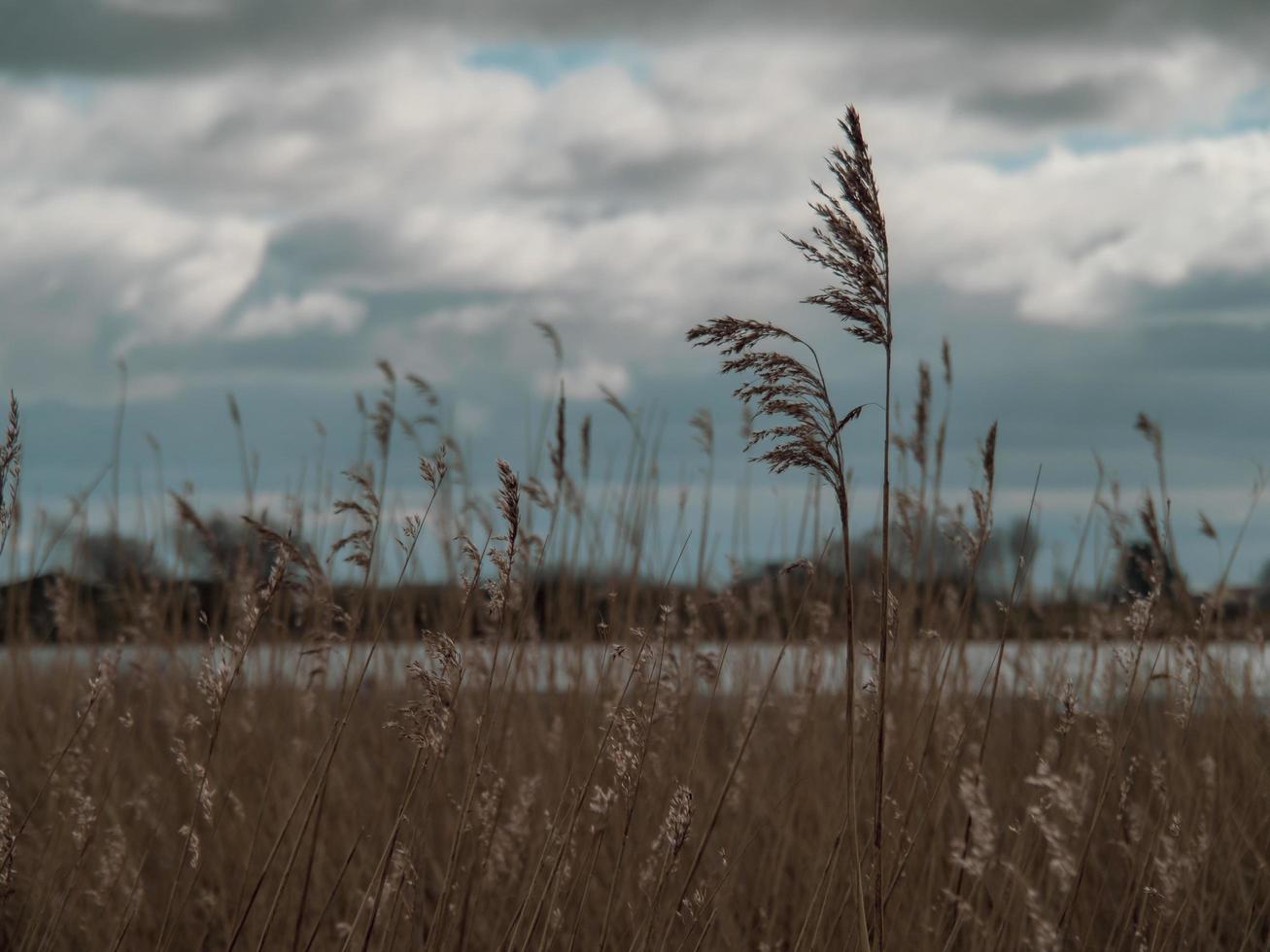 Roseaux à Wheldrake ings North Yorkshire Angleterre photo