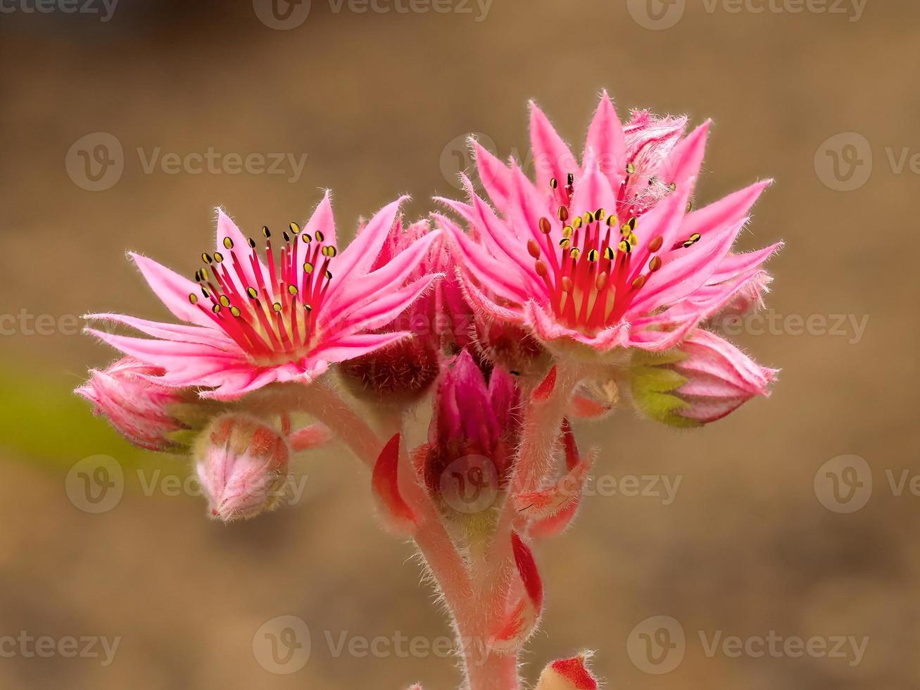 Fleurs roses de sempervivum kramers spinrad succulentes photo