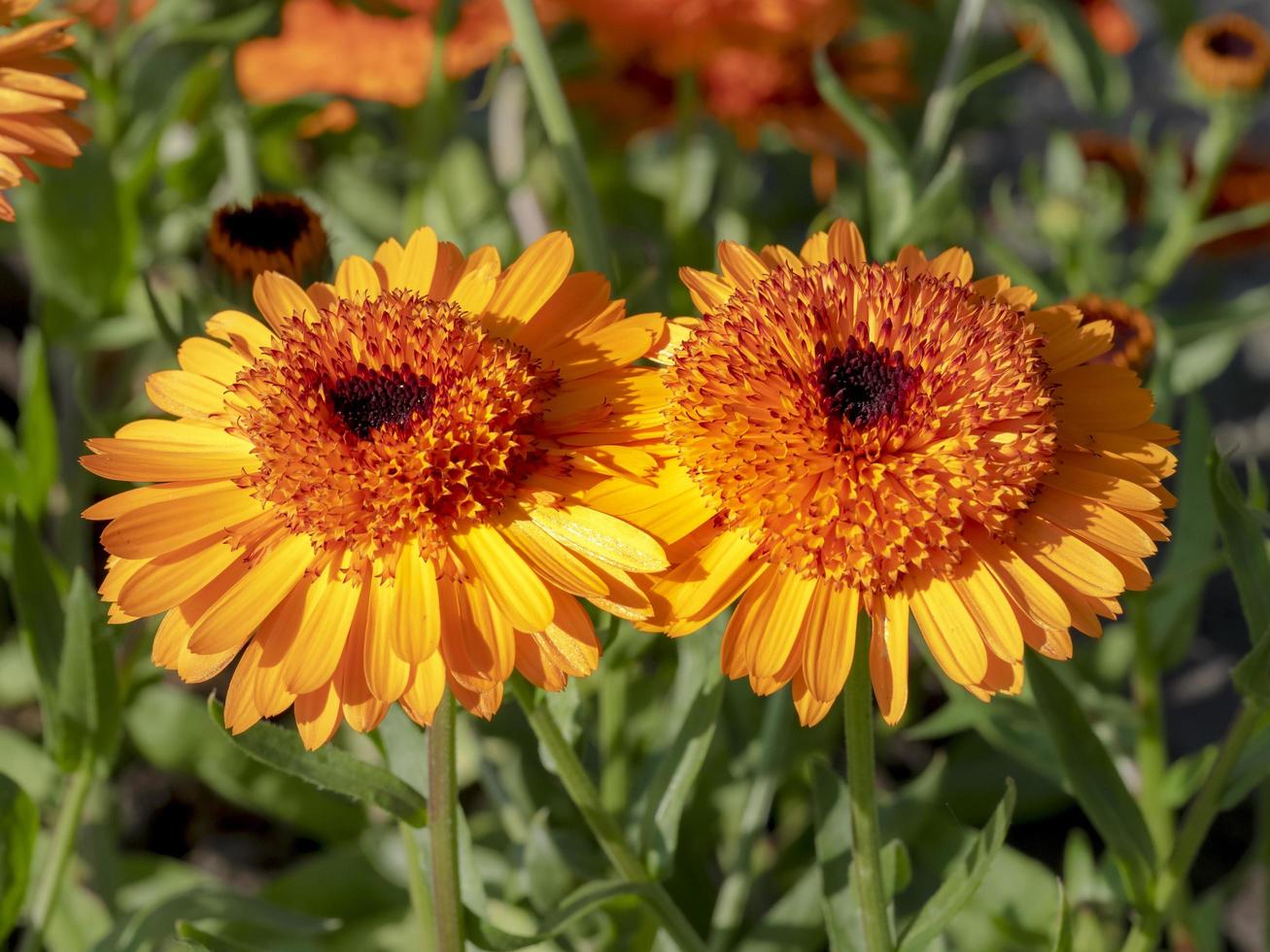 Deux fleurs de souci orange vif dans un jardin photo