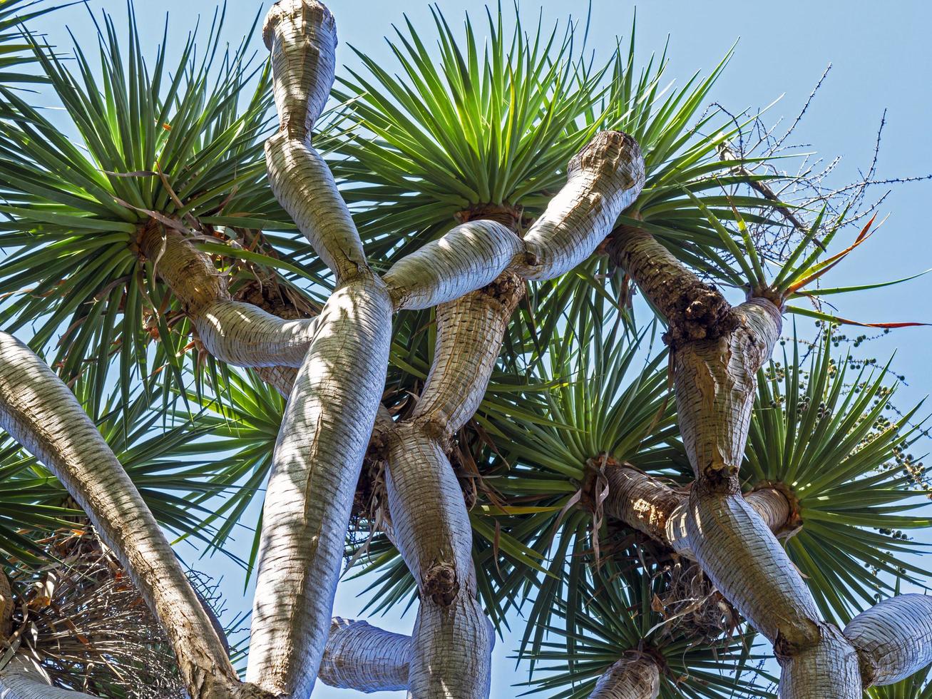 Les branches d'un dragon des îles Canaries dracaena draco photo