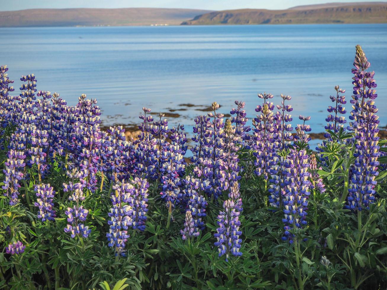 La floraison des lupins au bord d'un fjord islandais photo