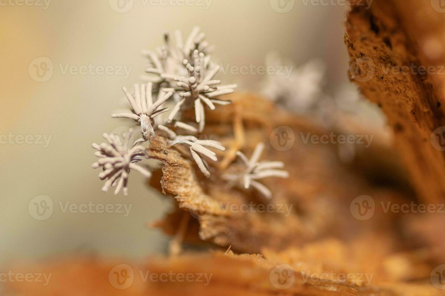 cylindrique, minuscule champignon croissance sur une déclinant Journal de bois dans le forêt. photo