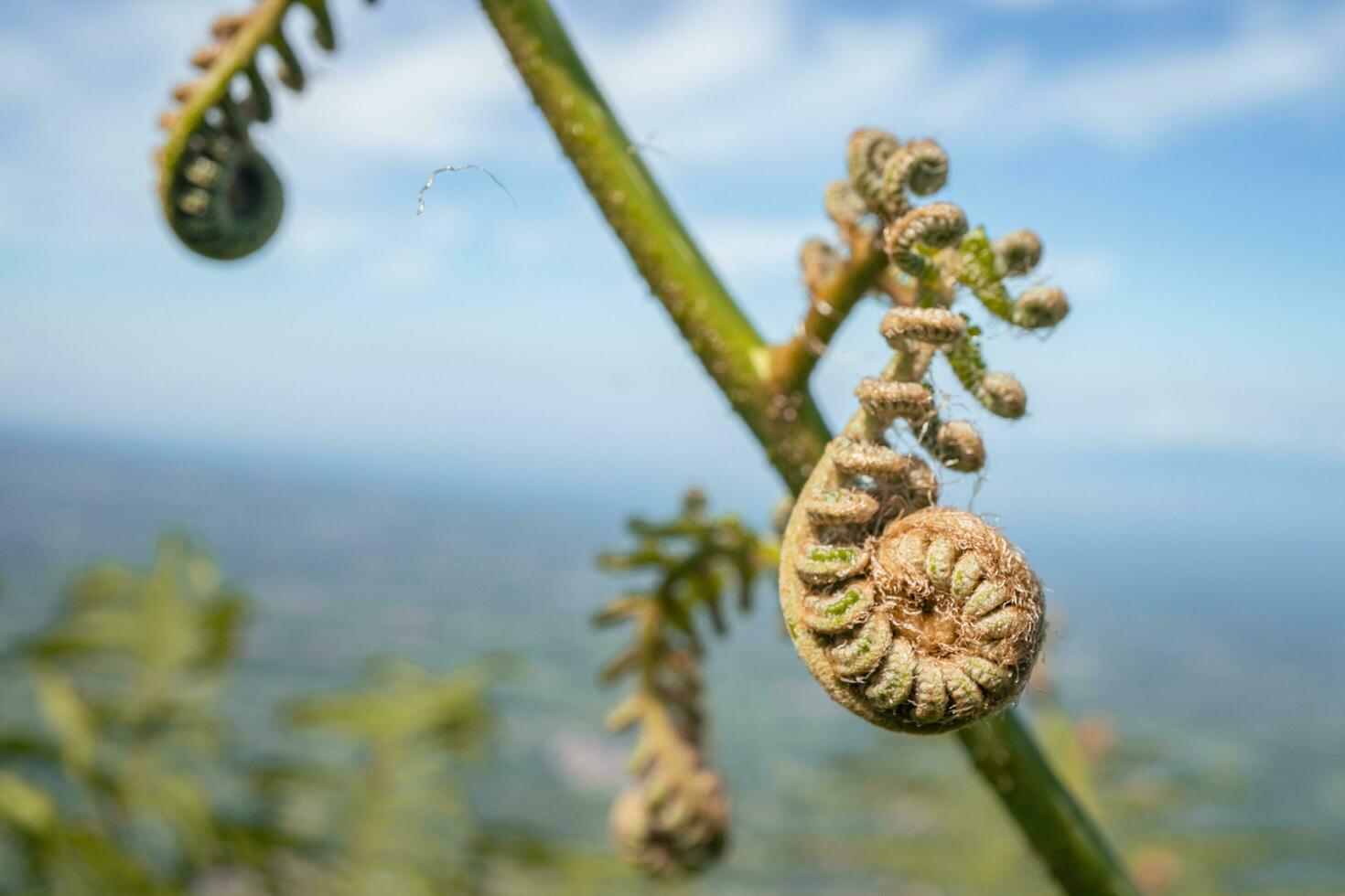 fougère feuille bourgeon sur le Montagne avec floue Contexte. le photo est adapté à utilisation pour botanique la nature arrière-plan, fougère contenu médias et tropical affiche.