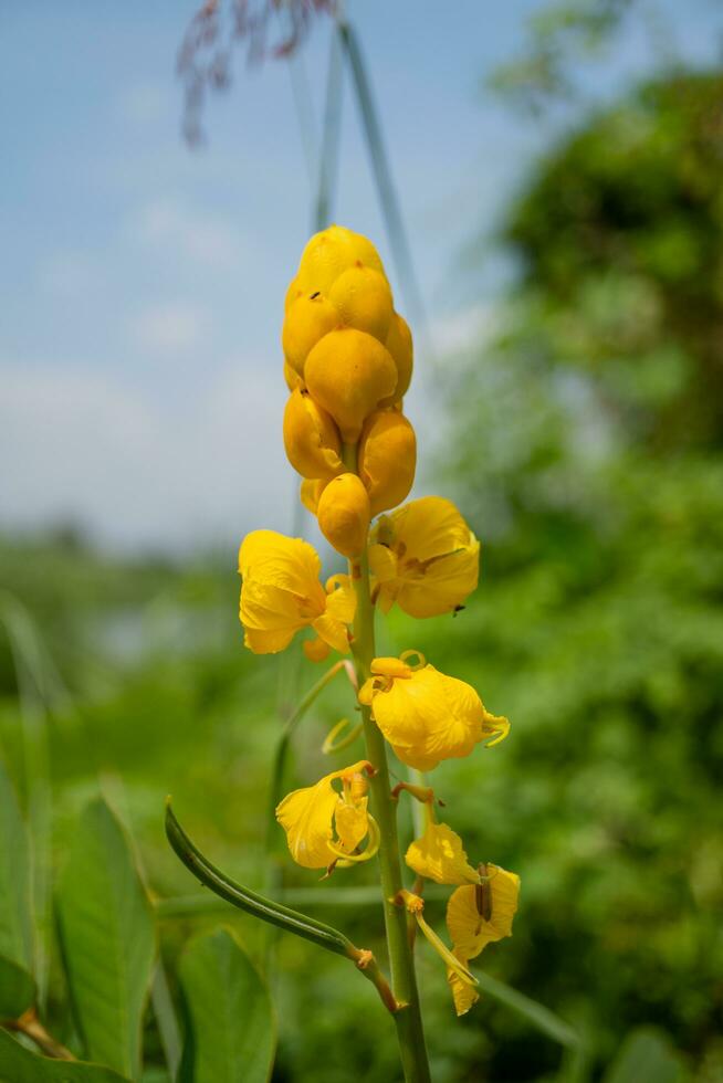sauvage Jaune fleur lorsque est fleur à le printemps temps. le photo est adapté à utilisation pour botanique fleur contenu médias et la nature Contexte.