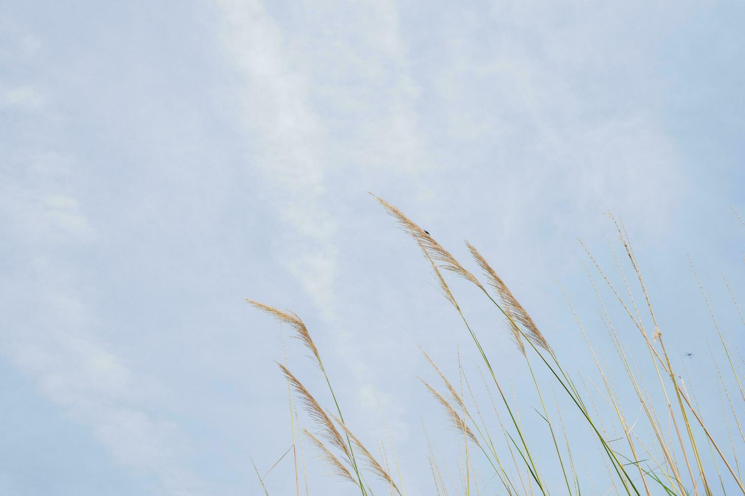 pampa herbe fleur lorsque été temps avec bleu ciel. le photo est adapté à utilisation pour la nature Contexte et flore contenu médias.