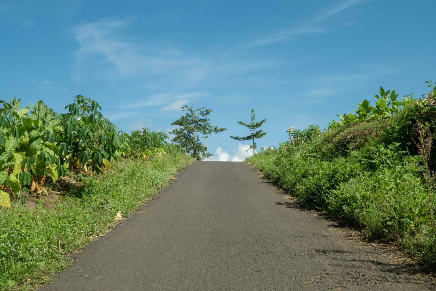 paysage le tabac et blé champ lorsque sec saison avec bleu ciel et nuageux vibrations. le photo est adapté à utilisation pour jardin champ contenu médias, la nature affiche et ferme Contexte.