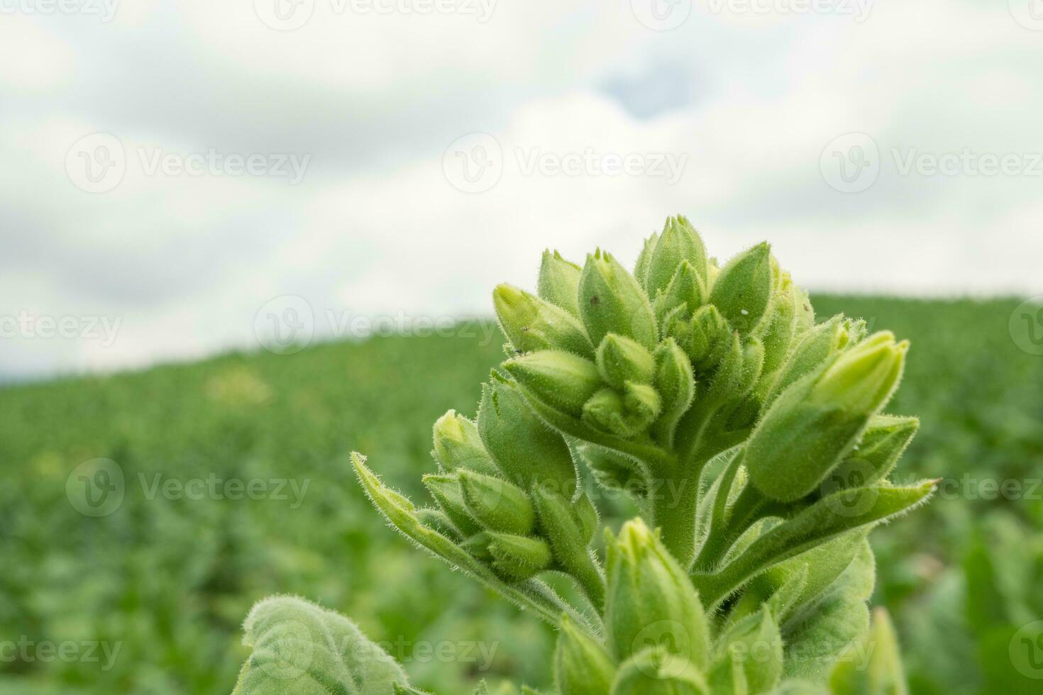 vert le tabac fleur bourgeon lorsque printemps saison sur jardin champ. le photo est adapté à utilisation pour jardin champ contenu médias, la nature affiche et ferme Contexte.