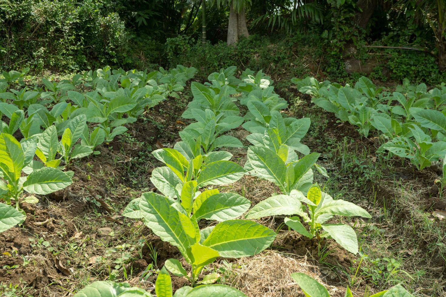 le tabac jardin champ lorsque croissance saison terrassement méthode sur haute sol. le photo est adapté à utilisation pour botanique arrière-plan, la nature le tabac affiches et la nature contenu médias.