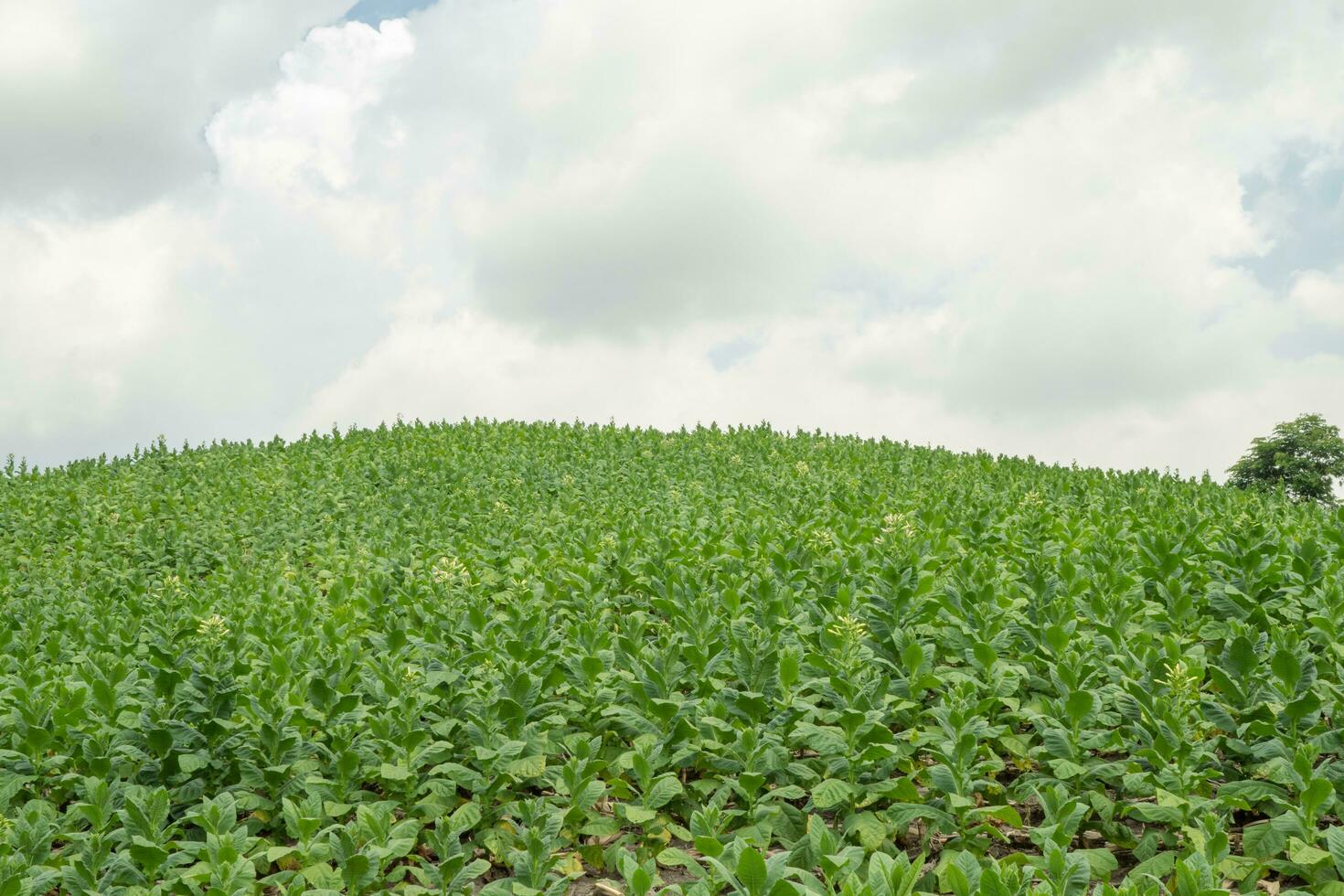 le tabac jardin champ lorsque croissance saison terrassement méthode sur haute sol. le photo est adapté à utilisation pour botanique arrière-plan, la nature le tabac affiches et la nature contenu médias.