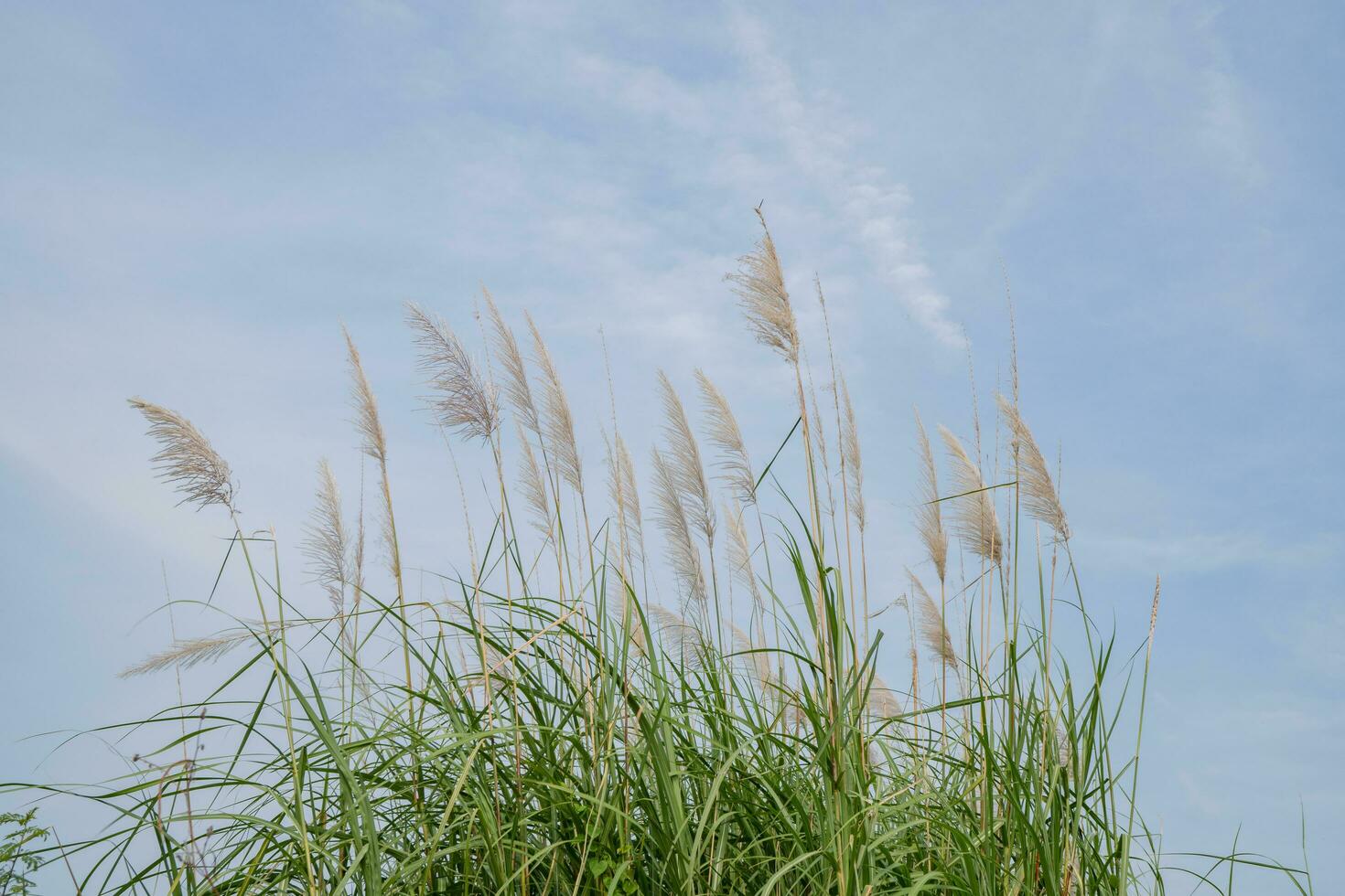 pampa herbe fleur lorsque été temps avec bleu ciel. le photo est adapté à utilisation pour la nature Contexte et flore contenu médias.