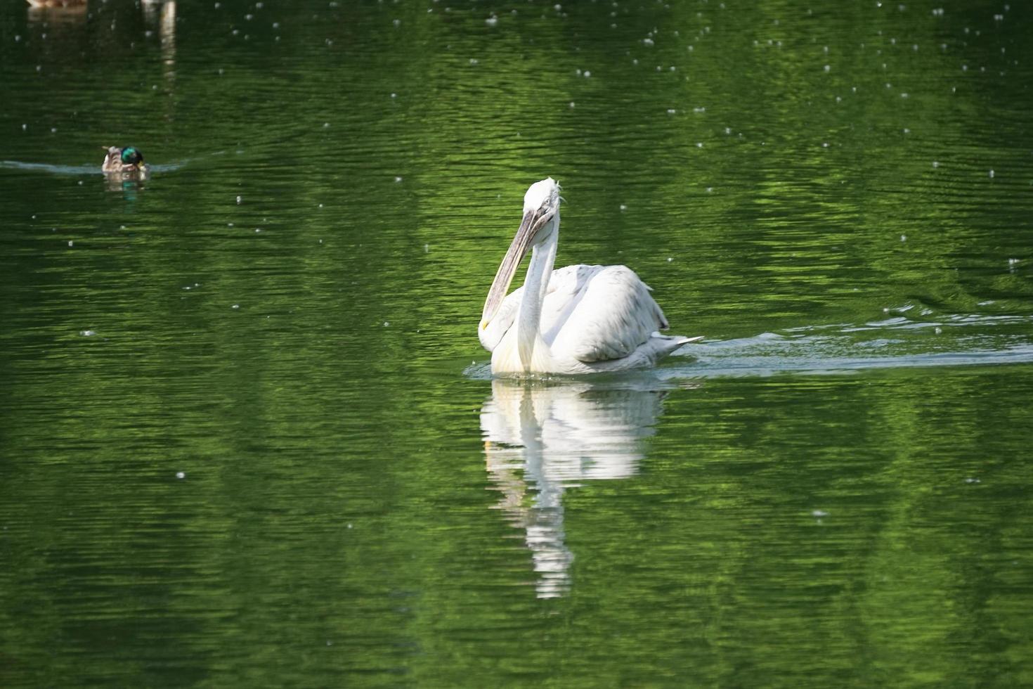 pélican blanc flottant sur la surface de l'eau verte photo