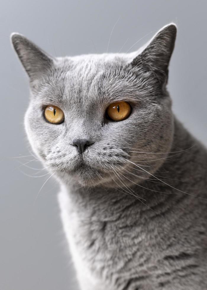 joli chat gris photo