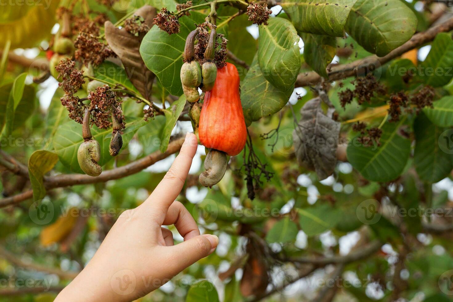 une jardinier points le sien main à le anacardier fruit sur le arbre. le fruit regards comme Rose Pomme ou poire. à le fin de le fruit là est une graine, en forme de comme une un rein photo