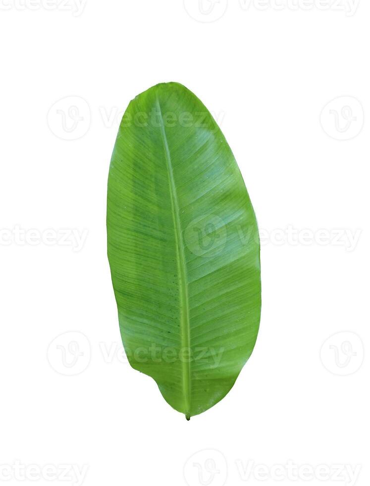 vert banane feuilles sur une blanc transparent arrière-plan, vert feuilles, feuilles, transparent png photo