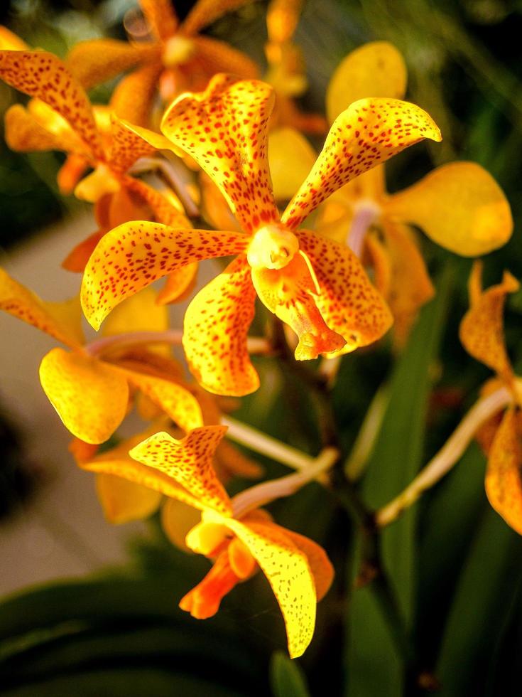orchidée dans la nature photo