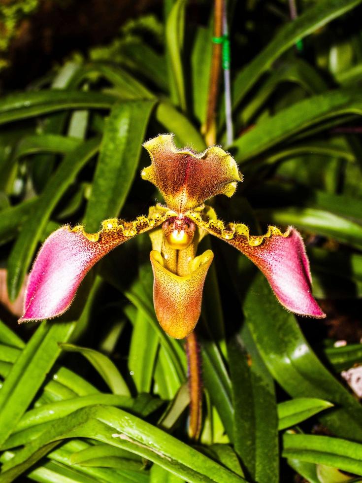 orchidée dans la nature photo