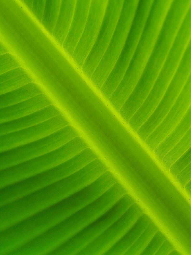 texture de fond de feuilles de bananier photo