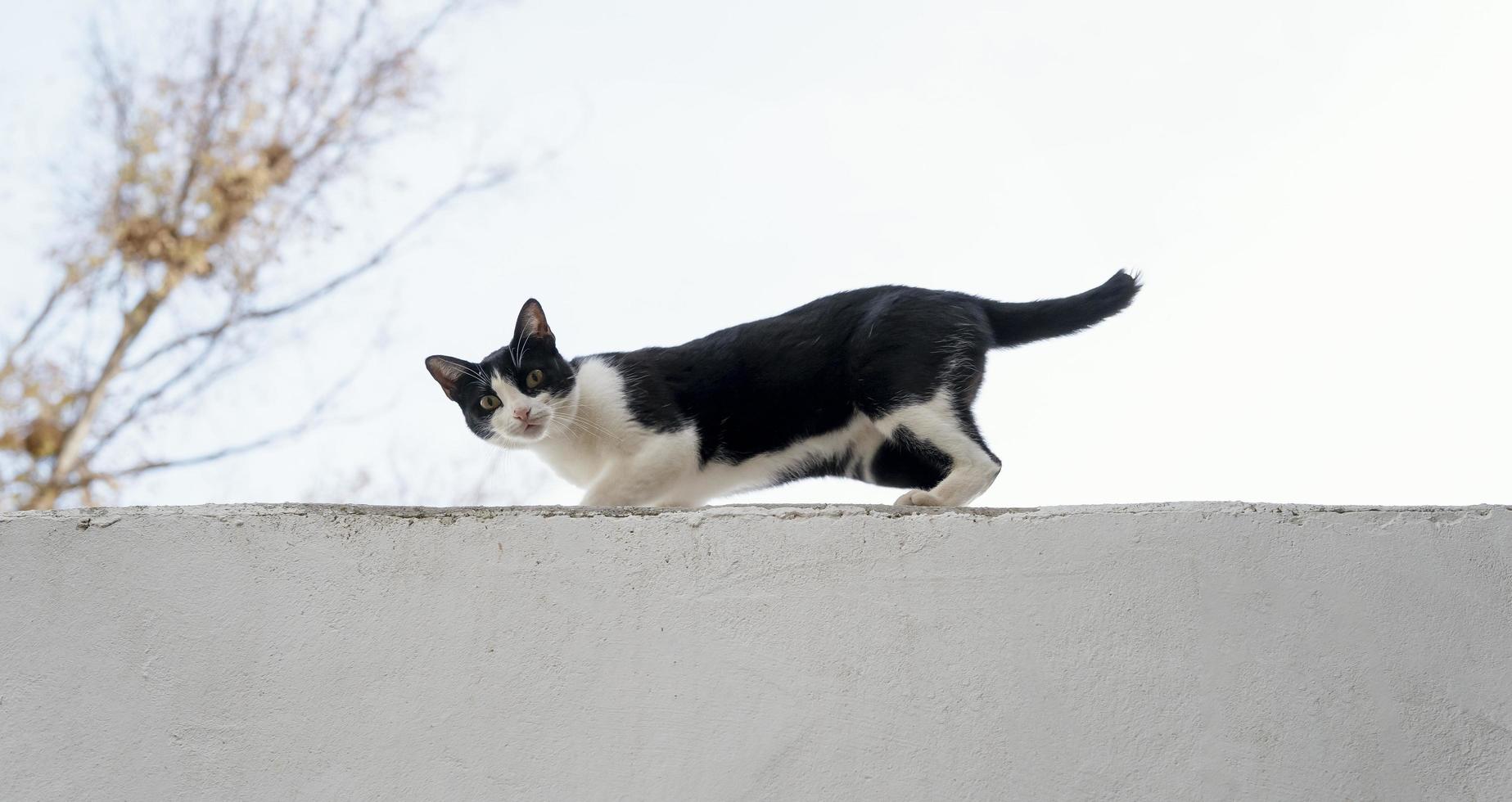 vue latérale du chat sur le mur à la ferme photo