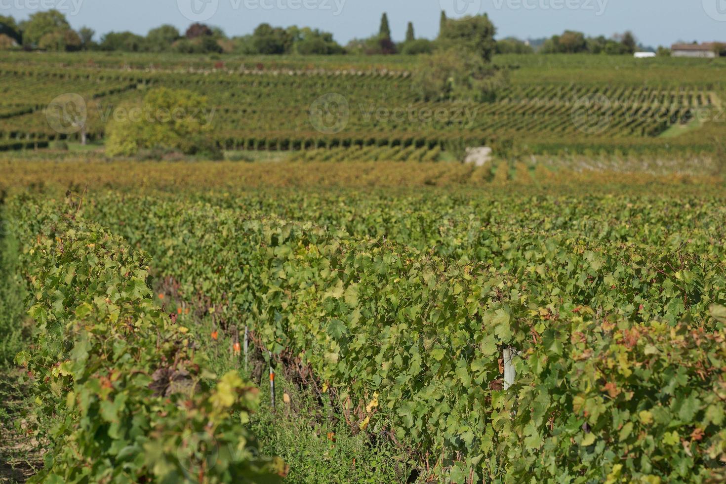 Raisins dans le vignoble du sud de la france en provence photo