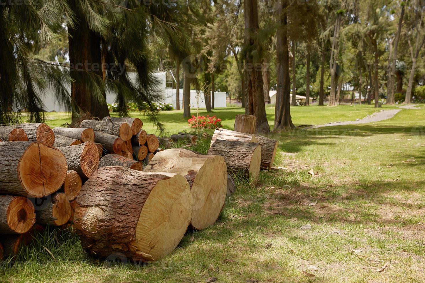 Tas de bûches de bois prêt pour l'hiver photo