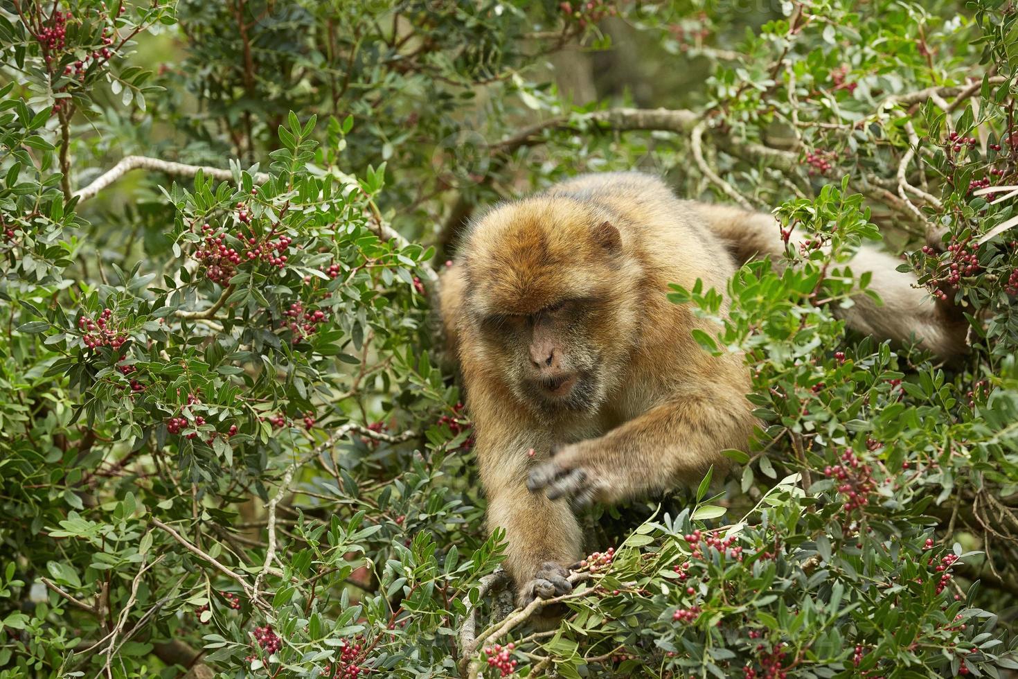 Gros plan du singe macaque de Barbarie de Gibraltar photo