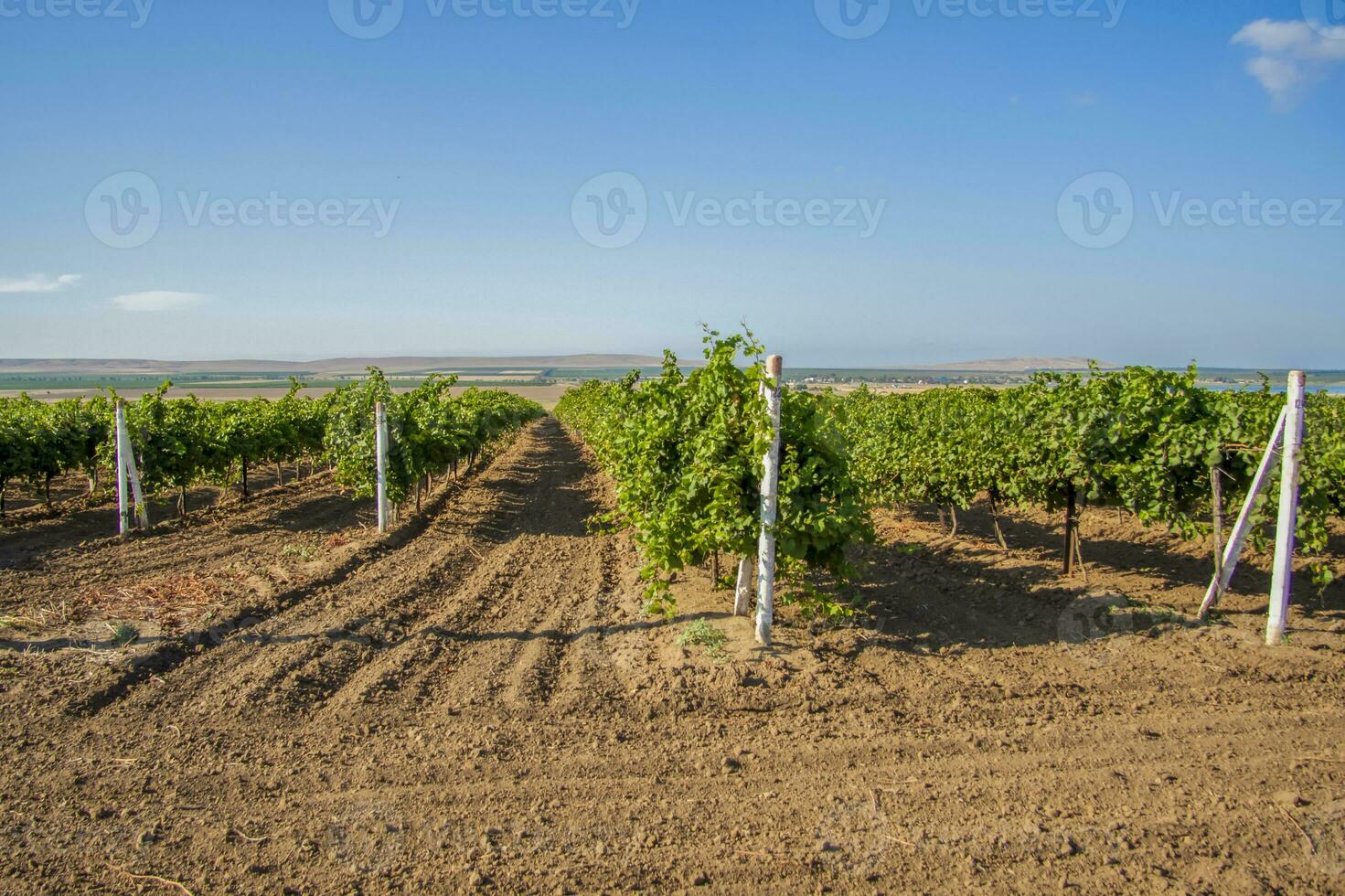 paysage de vignobles. une champ de Jeune les raisins. photo