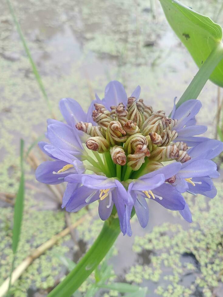 monochorie hastata, fond d'écran, magnifique fleur, beauté la nature photo