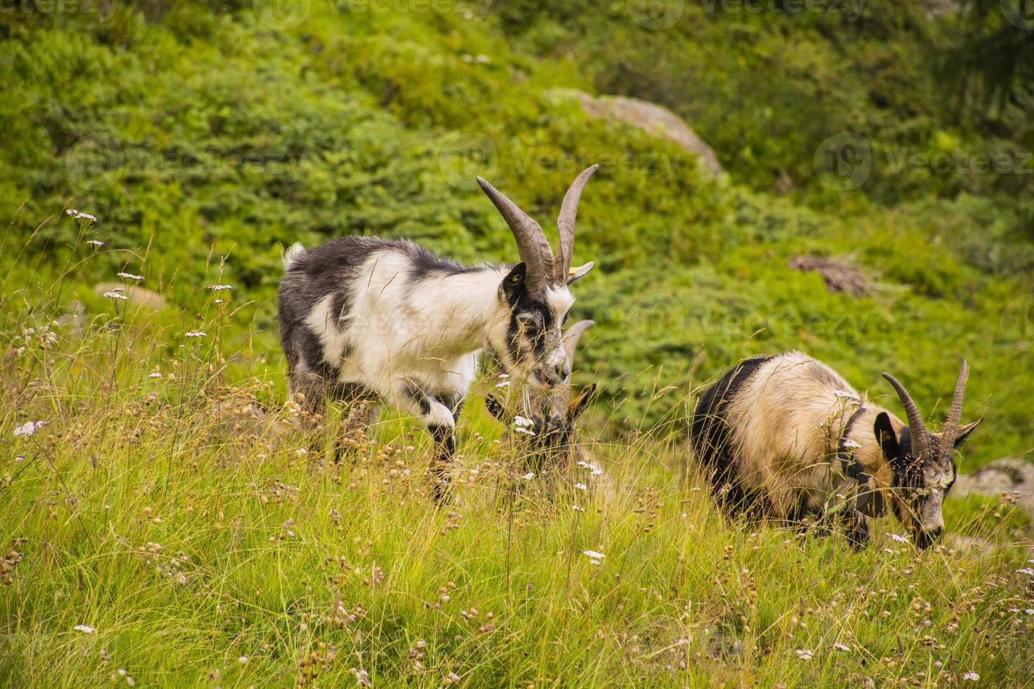 chèvres paissant dans les prairies du tyrol du sud photo