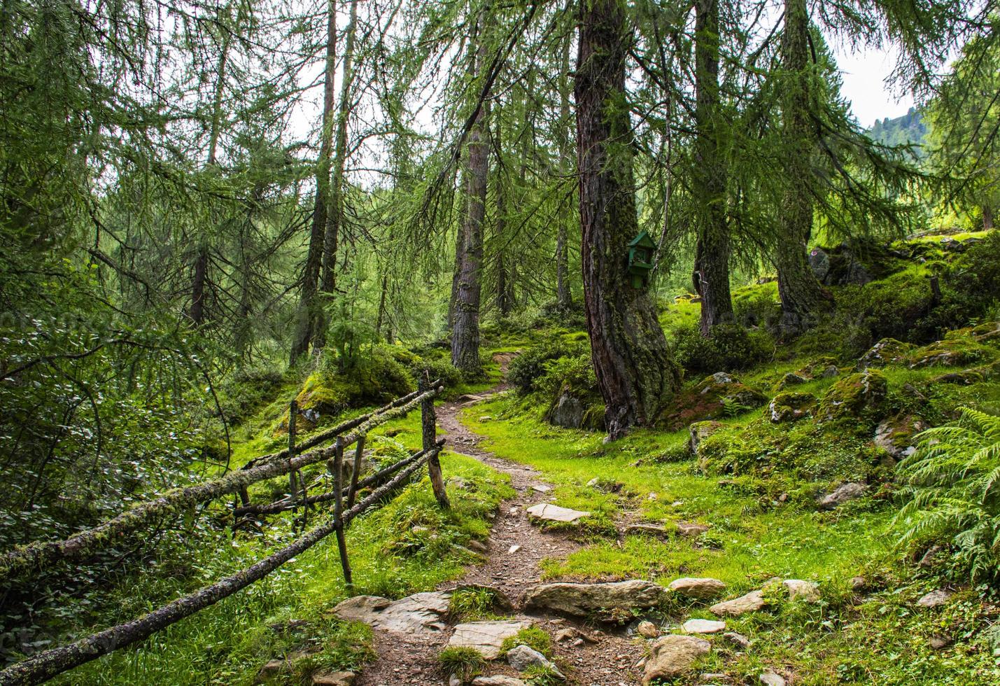 chemin à travers les forêts alpines de solden photo