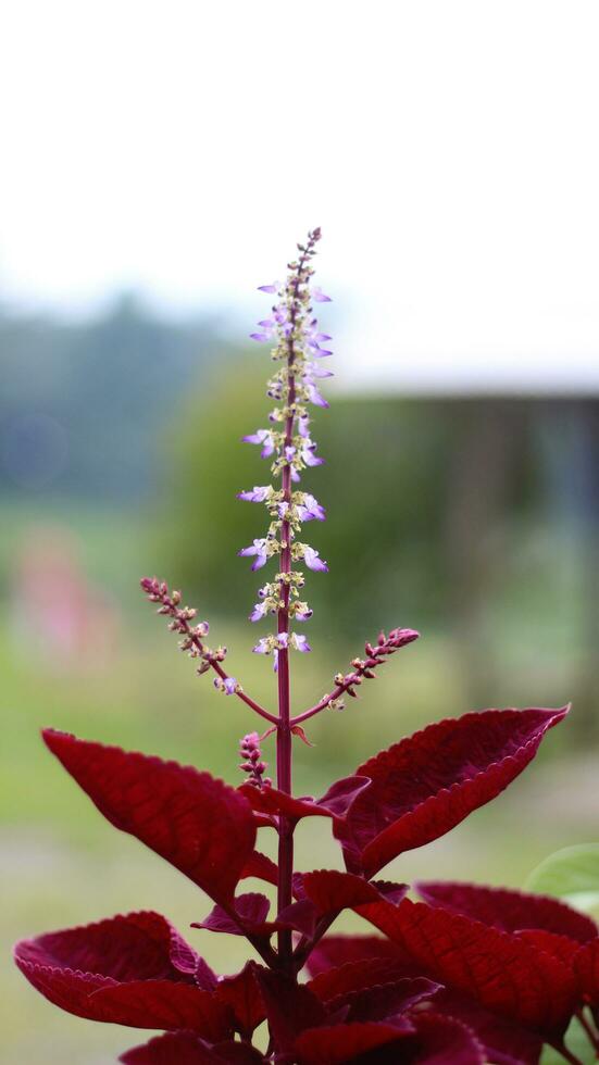le aerve sanguinolente plante a rouge épinard feuilles et Jaune et blanc fleurs avec une flou Contexte photo