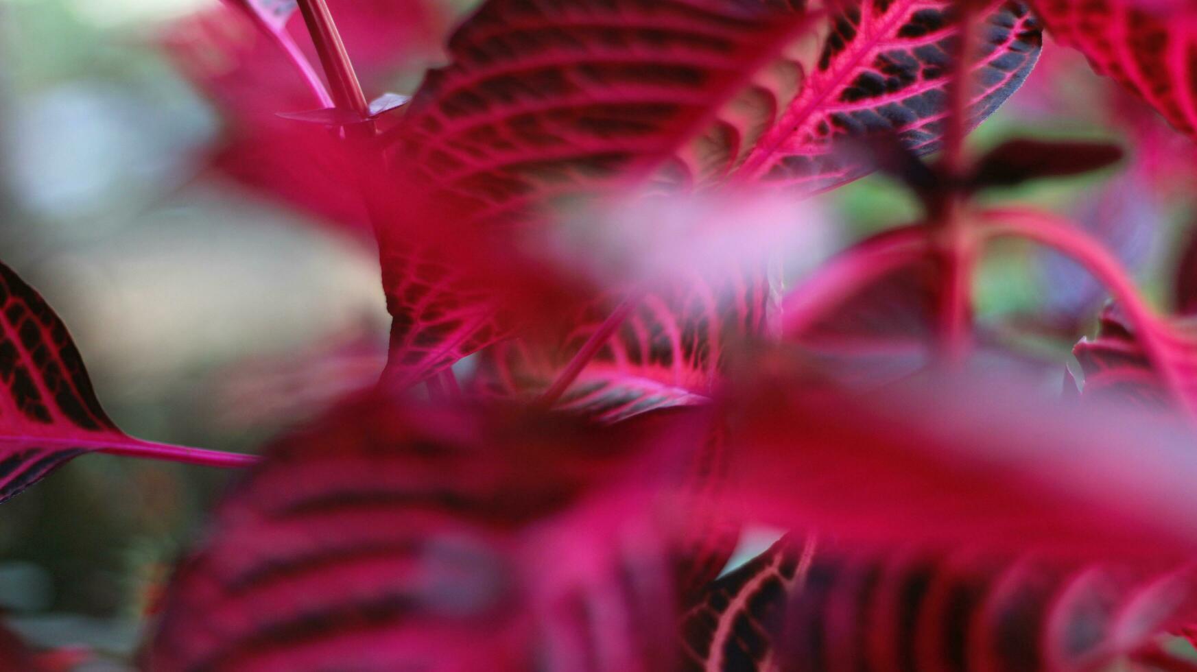 le aerve sanguinolente plante a rouge épinard feuilles et Jaune et blanc fleurs avec une flou Contexte photo