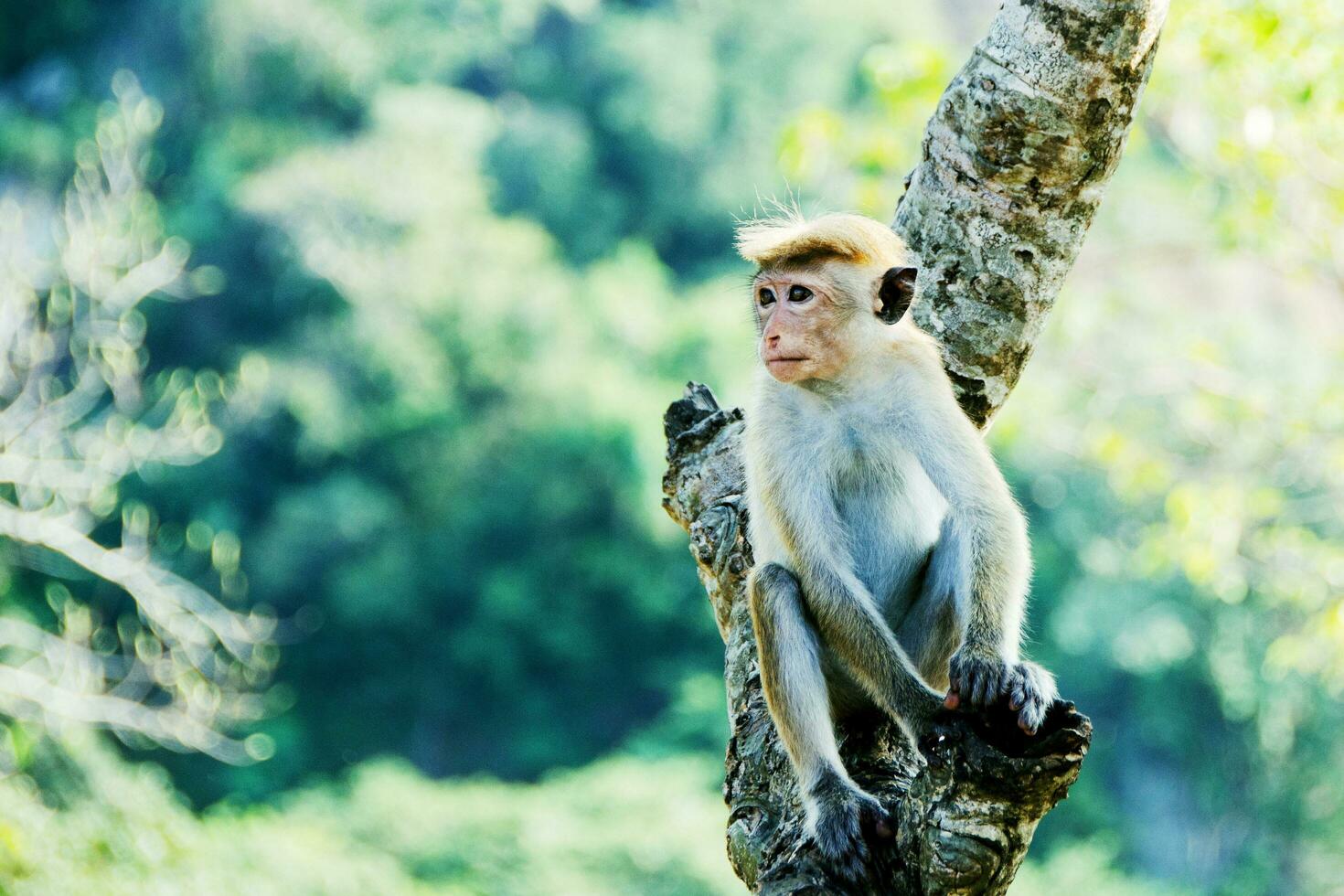 le singe est assis dans le milieu de le arbre à la recherche pour Quelqu'un photo