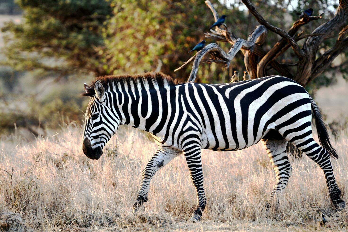 le plus magnifique animal de le jungle est le zèbre photo