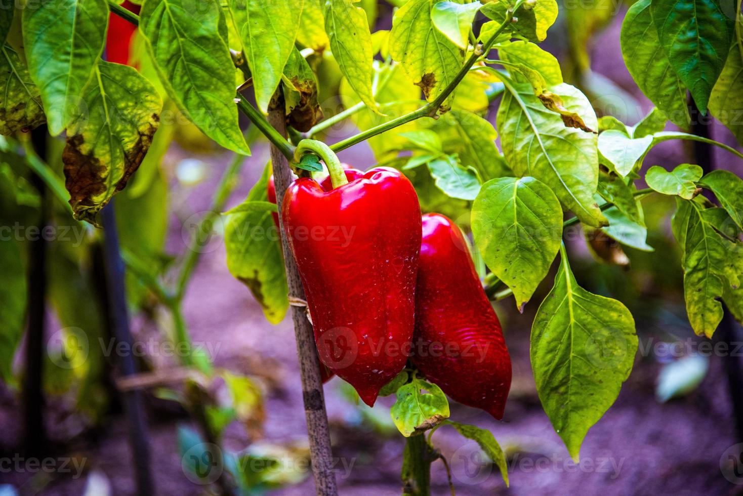 poivrons rouges prêts à être récoltés photo