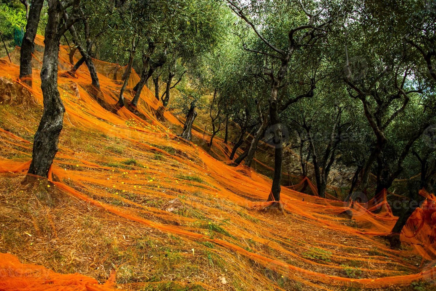 préparation de la récolte des olives photo