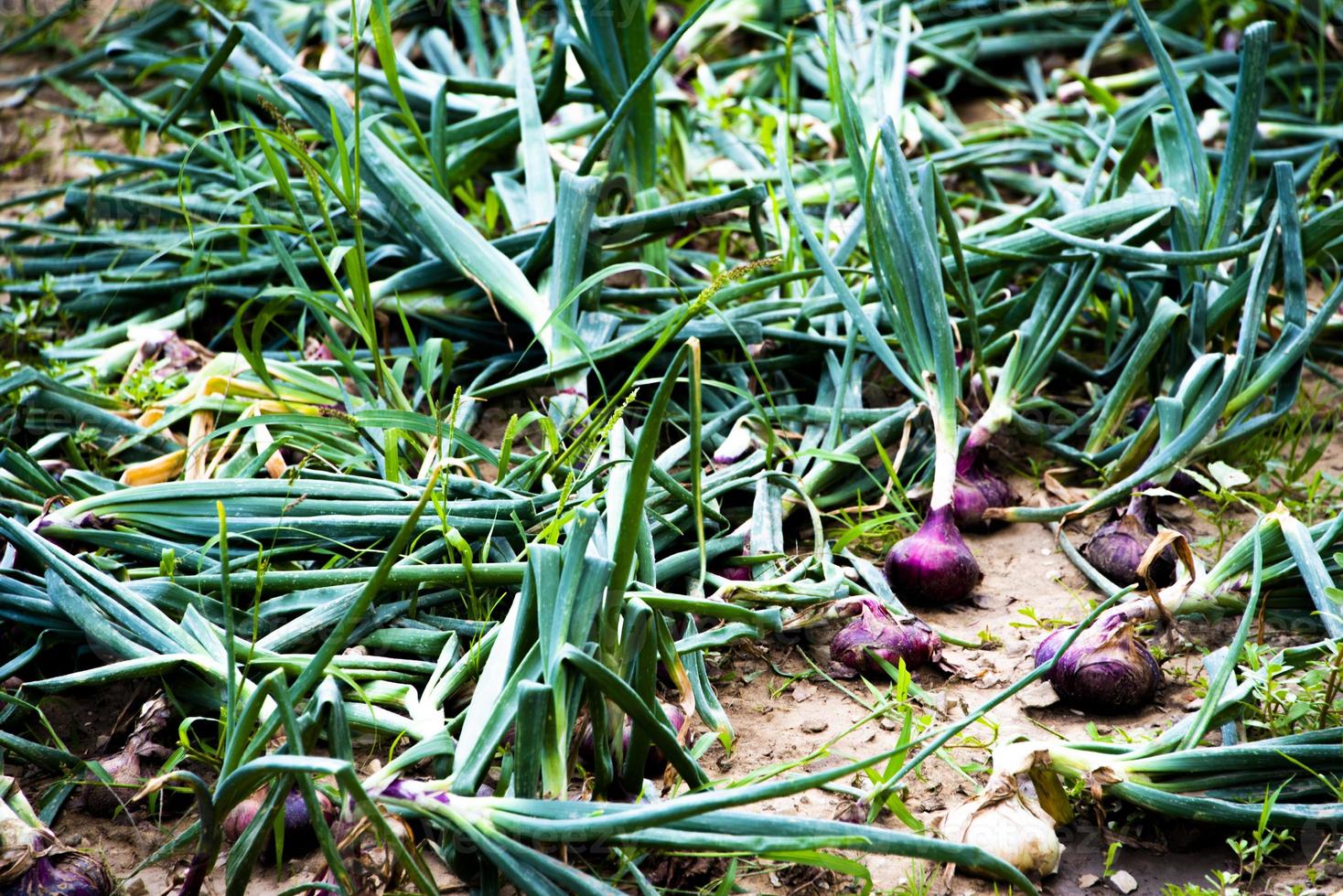 oignons rouges sur le terrain photo