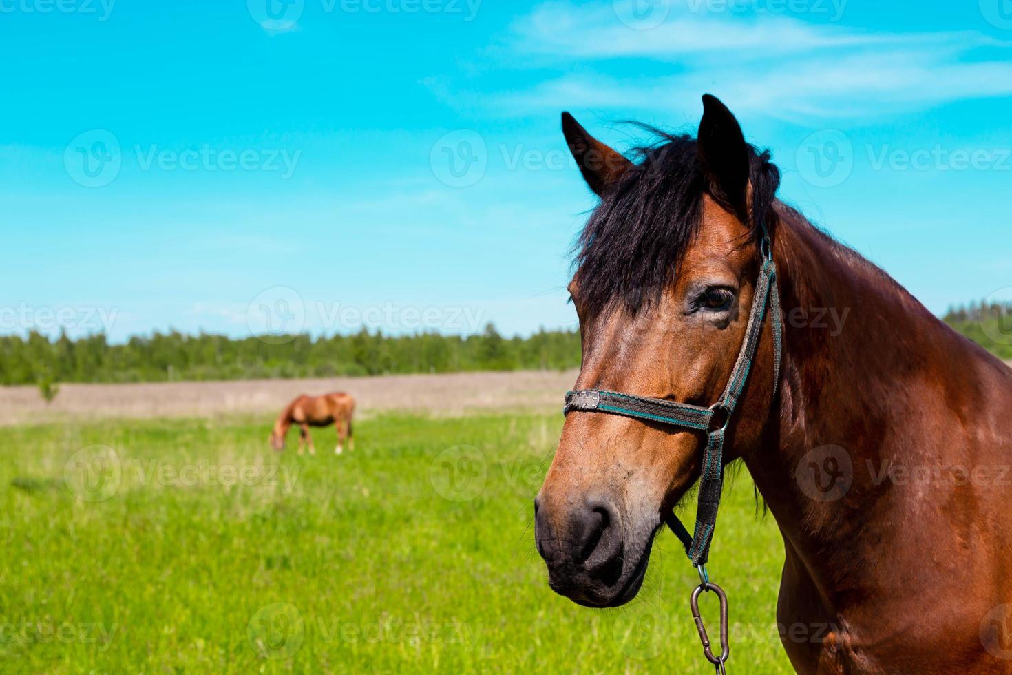 Portrait de cheval brun au champ d'herbe verte en été photo