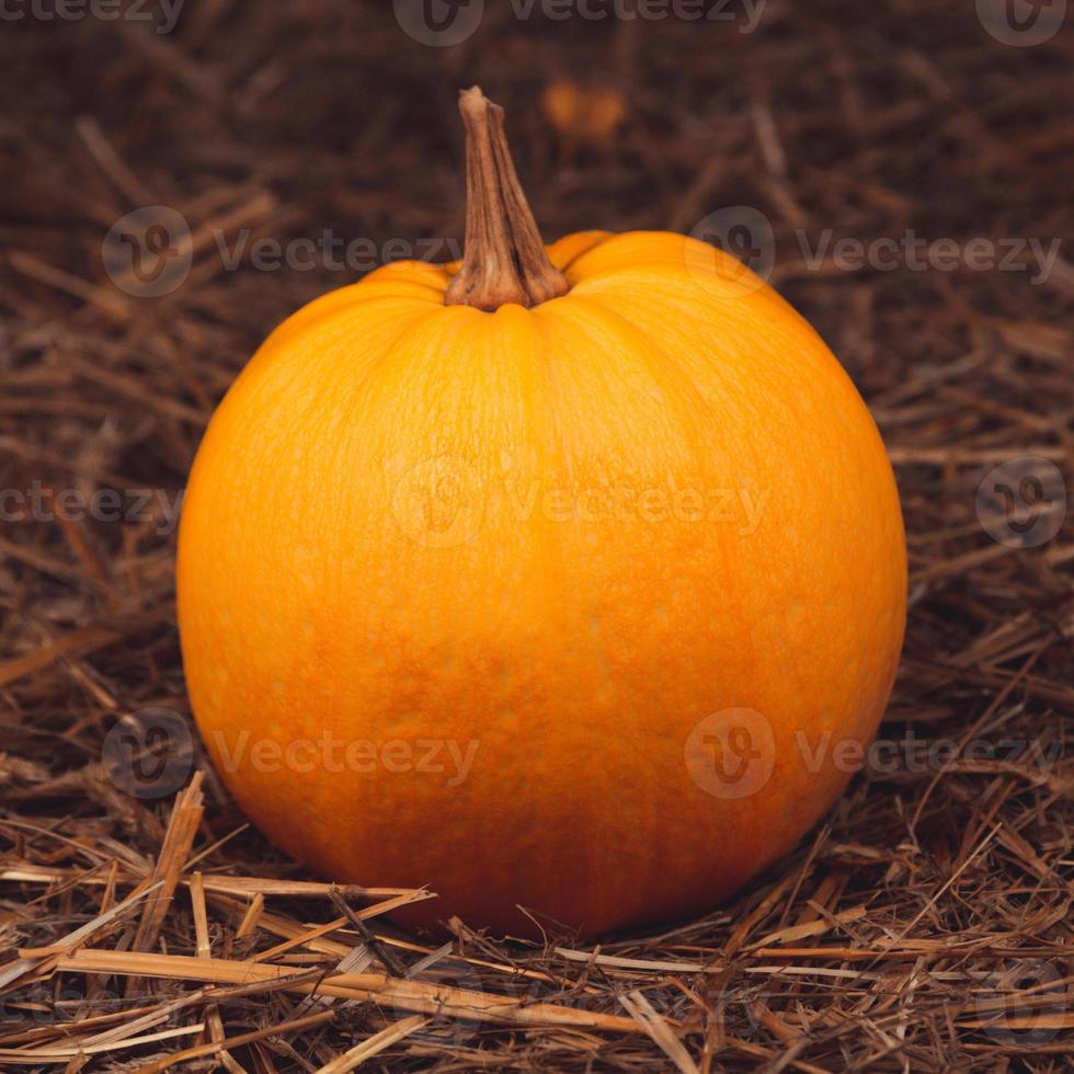 Grosse citrouille fraîche orange sur du foin photo