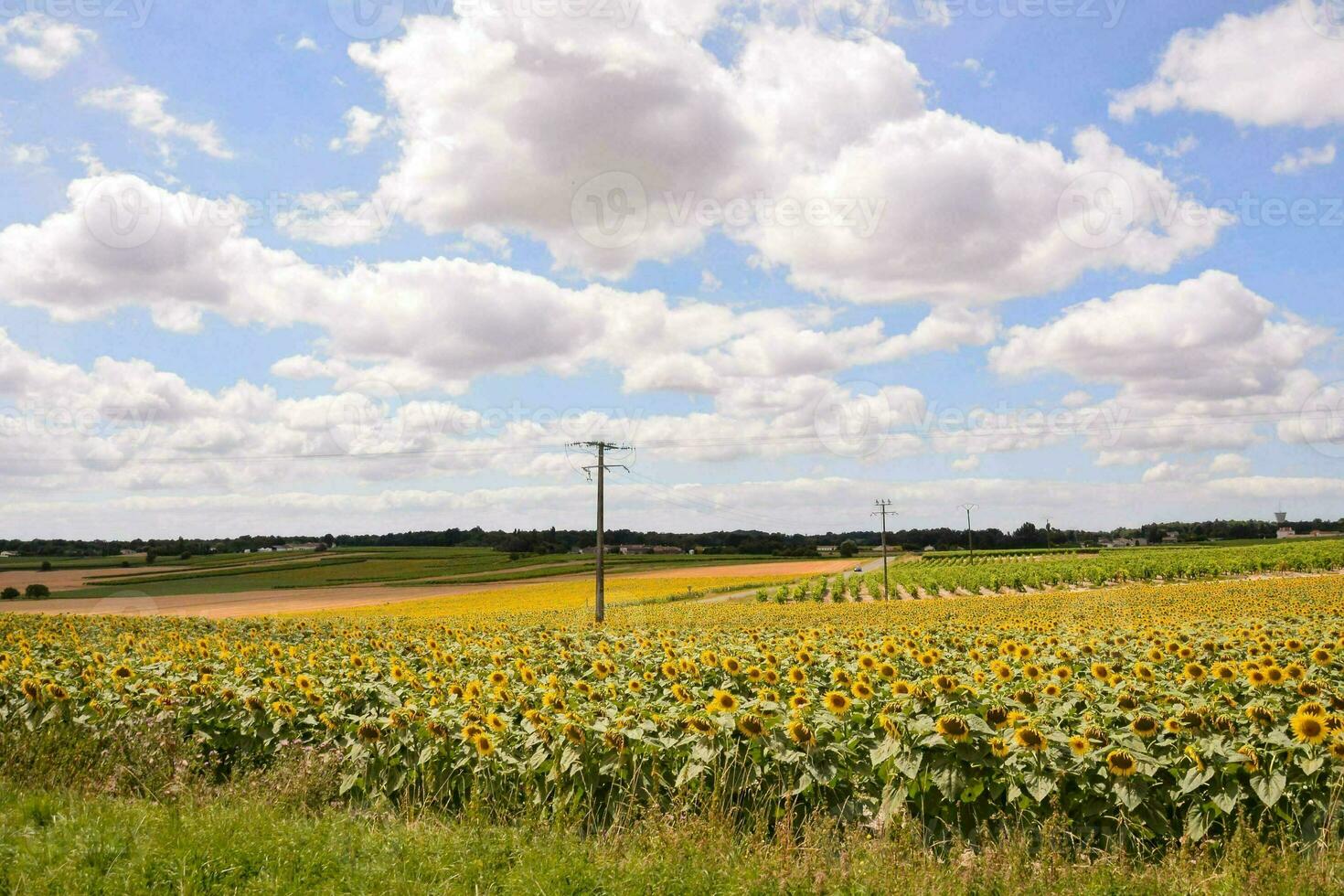 scénique tournesol champ photo