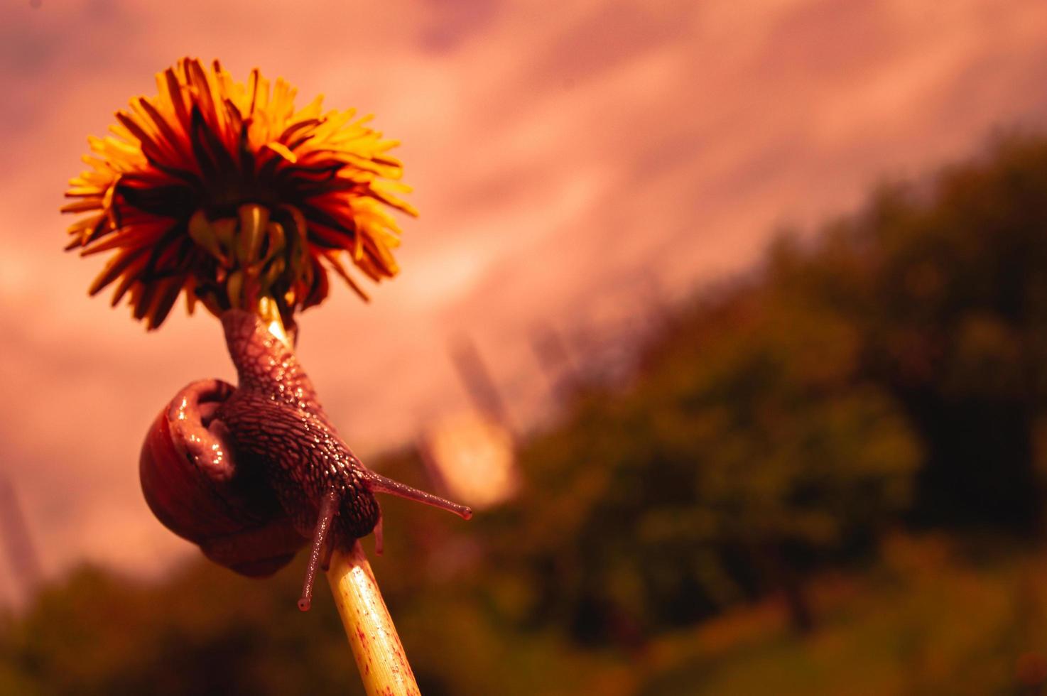 Escargot de Bourgogne au coucher du soleil dans des couleurs rouge foncé et dans un environnement naturel photo