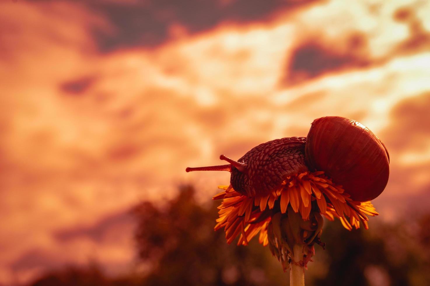 Escargot de Bourgogne au coucher du soleil dans des couleurs rouge foncé et dans un environnement naturel photo