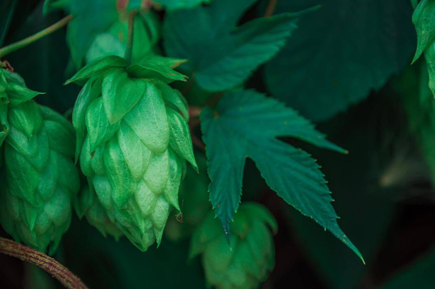 gros plan de houblon vert photo