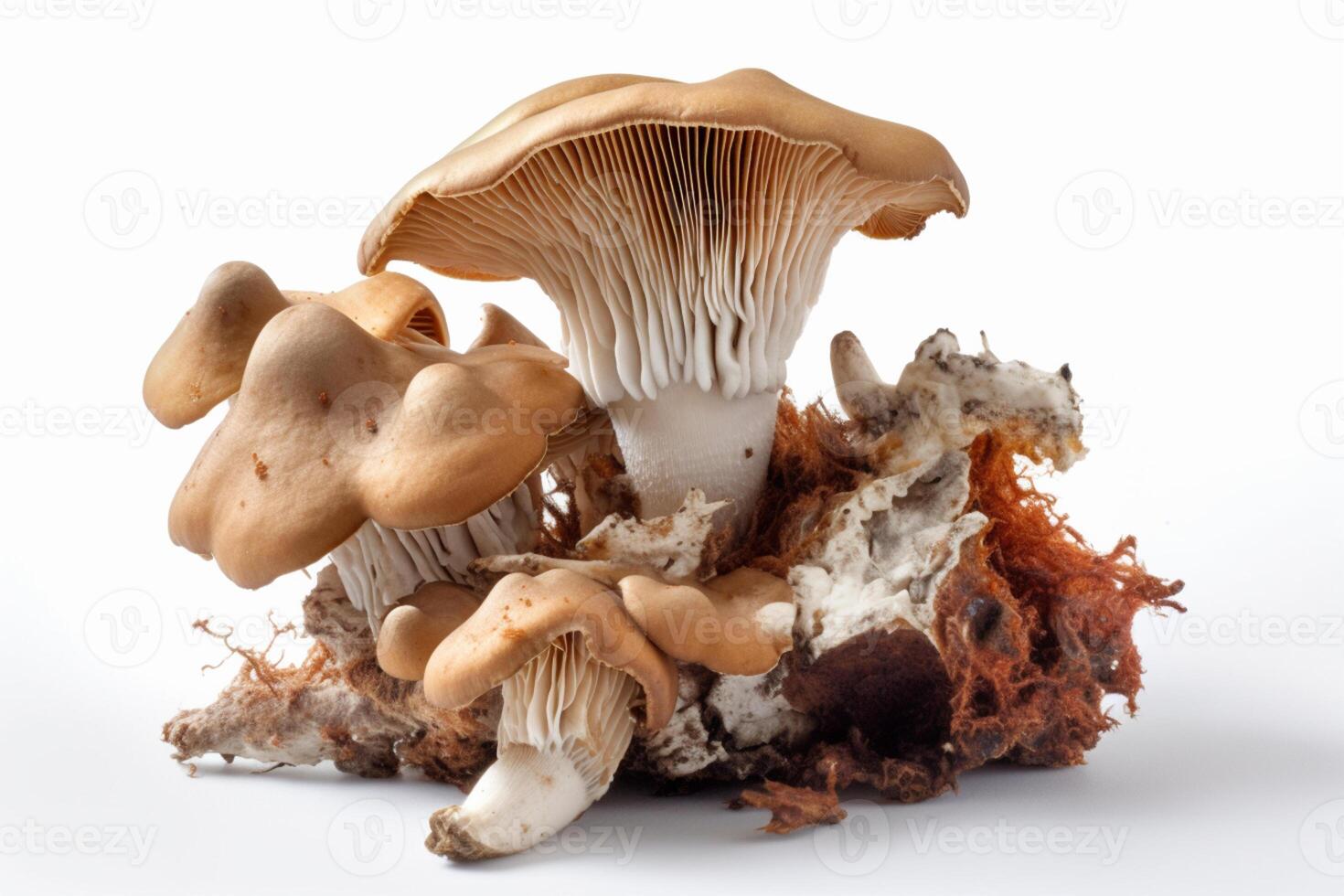 tinder champignon ou communément aussi appelé cheval sabot champignon sur blanc Contexte. ai génératif photo