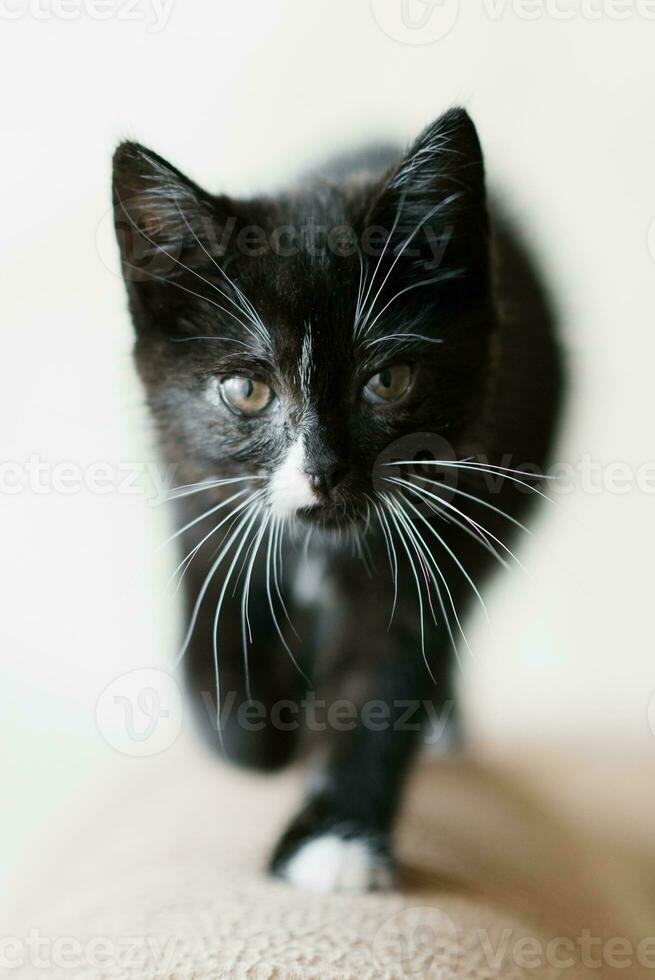 mignonne noir avec blanc taches peu chat est à venir photo